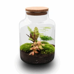 Milky - Terrarium - Bottle Garden DIY Kit - Ø 21 Cm ↑ 30 Cm