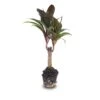 Mini-palm - Cordyline Fruticosa 'Purple Compacta' - Terrarium Plant 1 Mini-palm - Cordyline Fruticosa 'Purple Compacta' - Terrarium Plant -Optimal Glass Plant Shop Palm