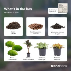 Palm - Plant Terrarium Refill & Starter Kit - 3 Terrarium Plants - DIY 8 Palm - Plant Terrarium Refill & Starter Kit - 3 Terrarium Plants - DIY -Optimal Glass Plant Shop Palm 3 terrarium plants refill kit trendhero