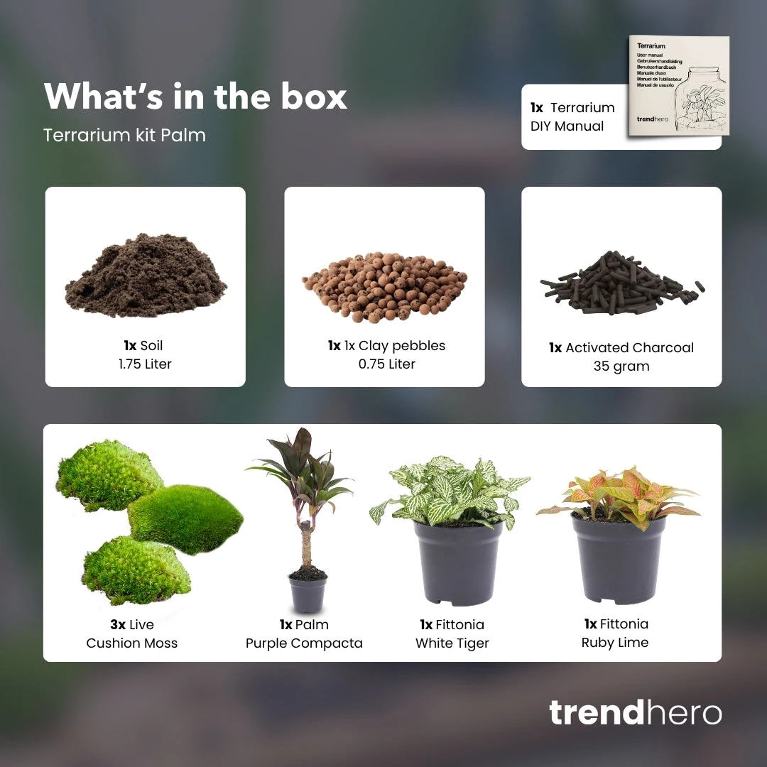 Palm - Plant Terrarium Refill & Starter Kit - 3 Terrarium Plants - DIY 5 Palm - Plant Terrarium Refill & Starter Kit - 3 Terrarium Plants - DIY - Image 3