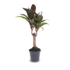 Mini-palm - Cordyline Fruticosa 'Purple Compacta' - Terrarium Plant 9 Mini-palm - Cordyline Fruticosa 'Purple Compacta' - Terrarium Plant -Optimal Glass Plant Shop Palm Pot