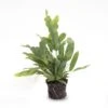 Phlebodium Blue Star - Pot Size 6 - Baby Plant - Terrarium Plant -Optimal Glass Plant Shop Phlebodium Blue star potsize 6 soil