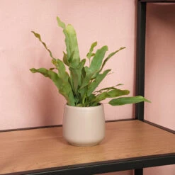 Phlebodium Blue Star - Pot Size 6 - Baby Plant - Terrarium Plant 10 Phlebodium Blue Star - Pot Size 6 - Baby Plant - Terrarium Plant -Optimal Glass Plant Shop PhlebodiumBluestar