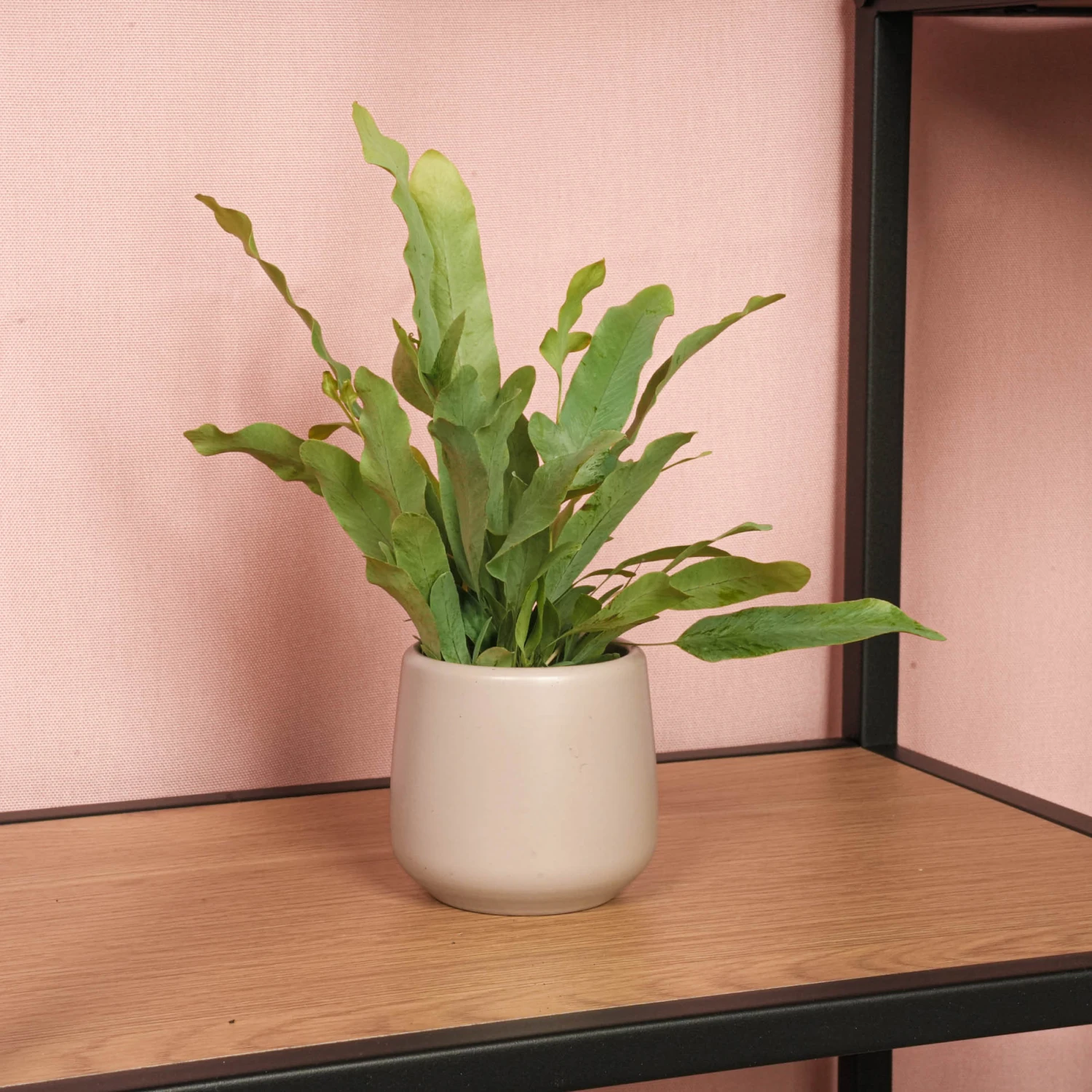 Phlebodium Blue Star - Pot Size 6 - Baby Plant - Terrarium Plant 5 Phlebodium Blue Star - Pot Size 6 - Baby Plant - Terrarium Plant - Image 3