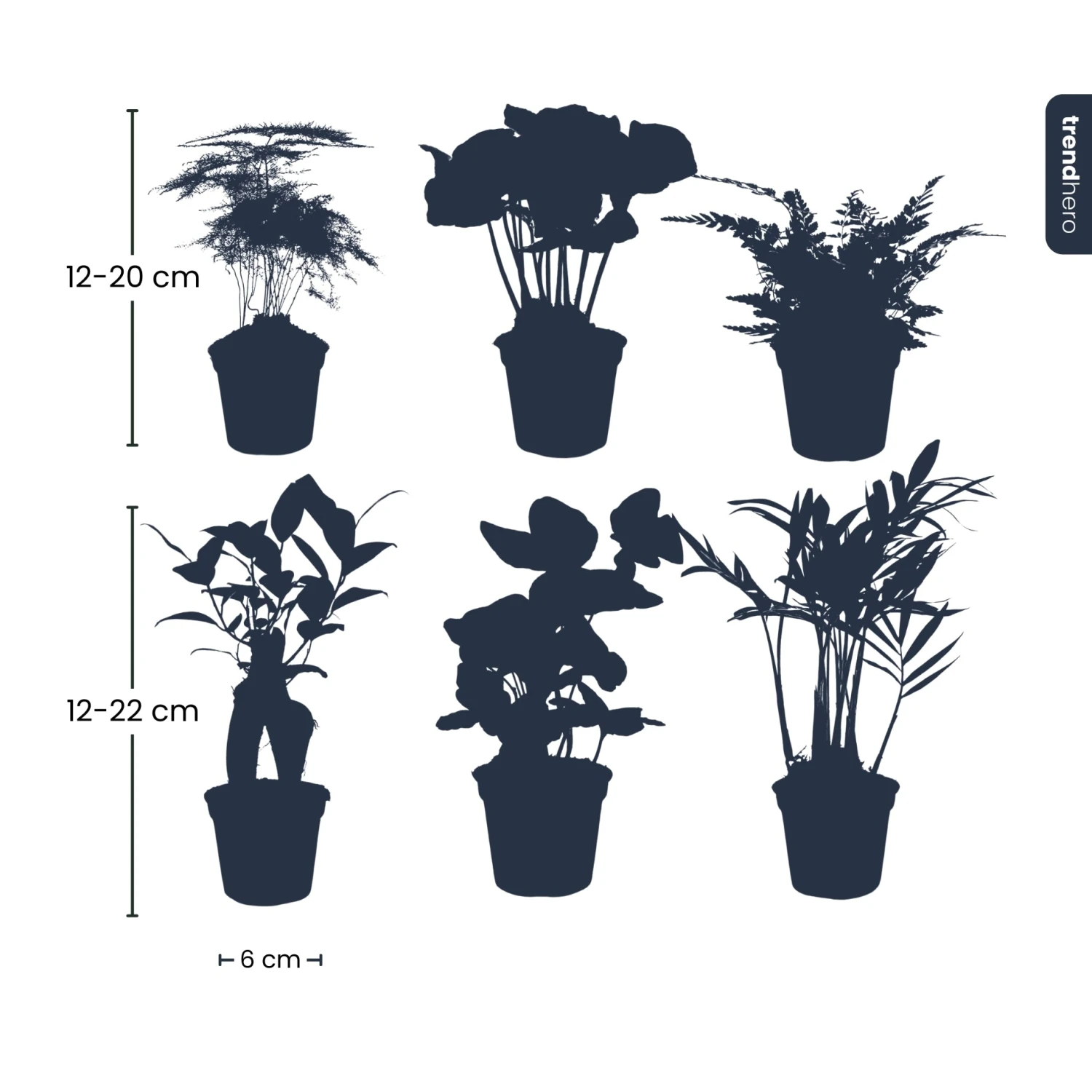 Plant Set - 6 Green Plants - Baby And Terrarium Plants 4 Plant Set - 6 Green Plants - Baby And Terrarium Plants - Image 2