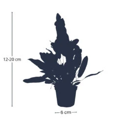 Phlebodium Blue Star - Pot Size 6 - Baby Plant - Terrarium Plant 13 Phlebodium Blue Star - Pot Size 6 - Baby Plant - Terrarium Plant -Optimal Glass Plant Shop Productsilhouettemetafmeting