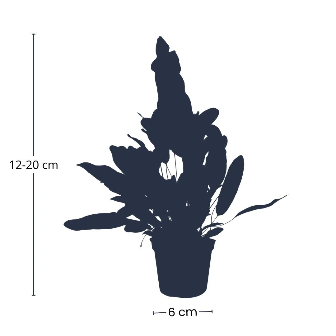 Phlebodium Blue Star - Pot Size 6 - Baby Plant - Terrarium Plant 8 Phlebodium Blue Star - Pot Size 6 - Baby Plant - Terrarium Plant - Image 6