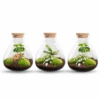 Sammie - Terrarium With Light - Bottle Garden DIY Kit - Ø 22,5 Cm ↑ 27 Cm 2 Sammie - Terrarium With Light - Bottle Garden DIY Kit - Ø 22,5 Cm ↑ 27 Cm -Optimal Glass Plant Shop Sammie 3 flessen terrairum plant terrarium 1