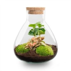 Sammie - Terrarium With Light - Bottle Garden DIY Kit - Ø 22,5 Cm ↑ 27 Cm -Optimal Glass Plant Shop Sammie Coffea Red terrarium flaschengarten 3e4a5ef2 d283 4fc8 8506 c9b87f9b1c61