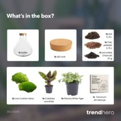 Sammie - Terrarium With Light - Bottle Garden DIY Kit - Ø 22,5 Cm ↑ 27 Cm -Optimal Glass Plant Shop Sammie calathea terrarium diy bottle garden