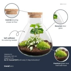 Sammie - Terrarium With Light - Bottle Garden DIY Kit - Ø 22,5 Cm ↑ 27 Cm -Optimal Glass Plant Shop Sammie white coffea plant terrarium diy kit info trendhero