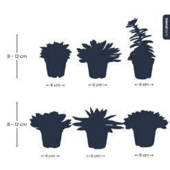 Succulent Mix Set - Assorted Succulents In 6 Cm Pots (8–12 Cm High) -Optimal Glass Plant Shop Succulenten