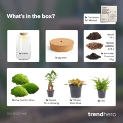 Sven XL Bonsai - Terrarium With Light - Bottle Garden DIY Kit - Ø 23 Cm ↑ 43 Cm 11 Sven XL Bonsai - Terrarium With Light - Bottle Garden DIY Kit - Ø 23 Cm ↑ 43 Cm -Optimal Glass Plant Shop Sven xl bonsai red terrarium diy bottle garden 77e1d01e 7297 44ac 90c7 a48d1938e6aa