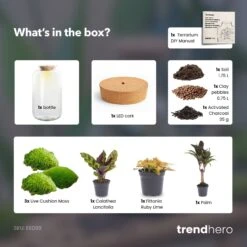 Sven XL Palm - Terrarium With Light - Bottle Garden DIY Kit - Ø 23 Cm ↑ 43 Cm -Optimal Glass Plant Shop Sven xl palm terrarium diy bottle garden