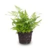 Fern - Athyrium Spicatum - Terrarium Plant 2 Fern - Athyrium Spicatum - Terrarium Plant -Optimal Glass Plant Shop Varen