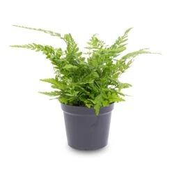 Fern - Athyrium Spicatum - Terrarium Plant -Optimal Glass Plant Shop Varen Pot