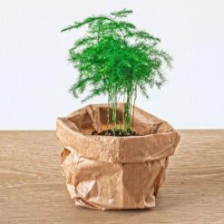 Asparagus - Potsize 6 Cm - 15-20 Cm High -Optimal Glass Plant Shop asparagus plant terrarium 88187c5e 7eed 4e0e b8e6 3f0c4ca5ea3f