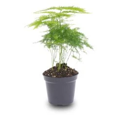 Asparagus - Potsize 6 Cm - 15-20 Cm High -Optimal Glass Plant Shop asparagus pot