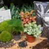Asparagus - Plant Terrarium Refill & Starter Kit - 3 Terrarium Plants - DIY 1 Asparagus - Plant Terrarium Refill & Starter Kit - 3 Terrarium Plants - DIY -Optimal Glass Plant Shop asparagus terrarium plants kit diy flaschengarten kaufen
