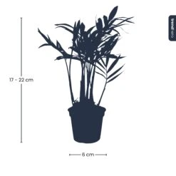 Parlour Palm - Chamaedorea Elegans 'baby' - Terrarium Plant -Optimal Glass Plant Shop bergpalm Parlour Palm Chamaedoreaelegans baby plant pm6copy 12d649cd 5014 47bb ba26 77e687912e13