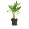 Parlour Palm - Chamaedorea Elegans 'baby' - Terrarium Plant -Optimal Glass Plant Shop bergpalm pm6