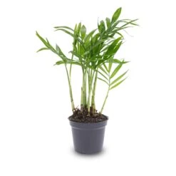 Parlour Palm - Chamaedorea Elegans 'baby' - Terrarium Plant -Optimal Glass Plant Shop bergpalm pot