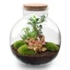 Bolder Bob Bonsai - Terrarium With Light - Bottle Garden DIY Kit - Ø 31 Cm ↑ 30 Cm -Optimal Glass Plant Shop bolder bob bonsai terrarium flaschengarten kit