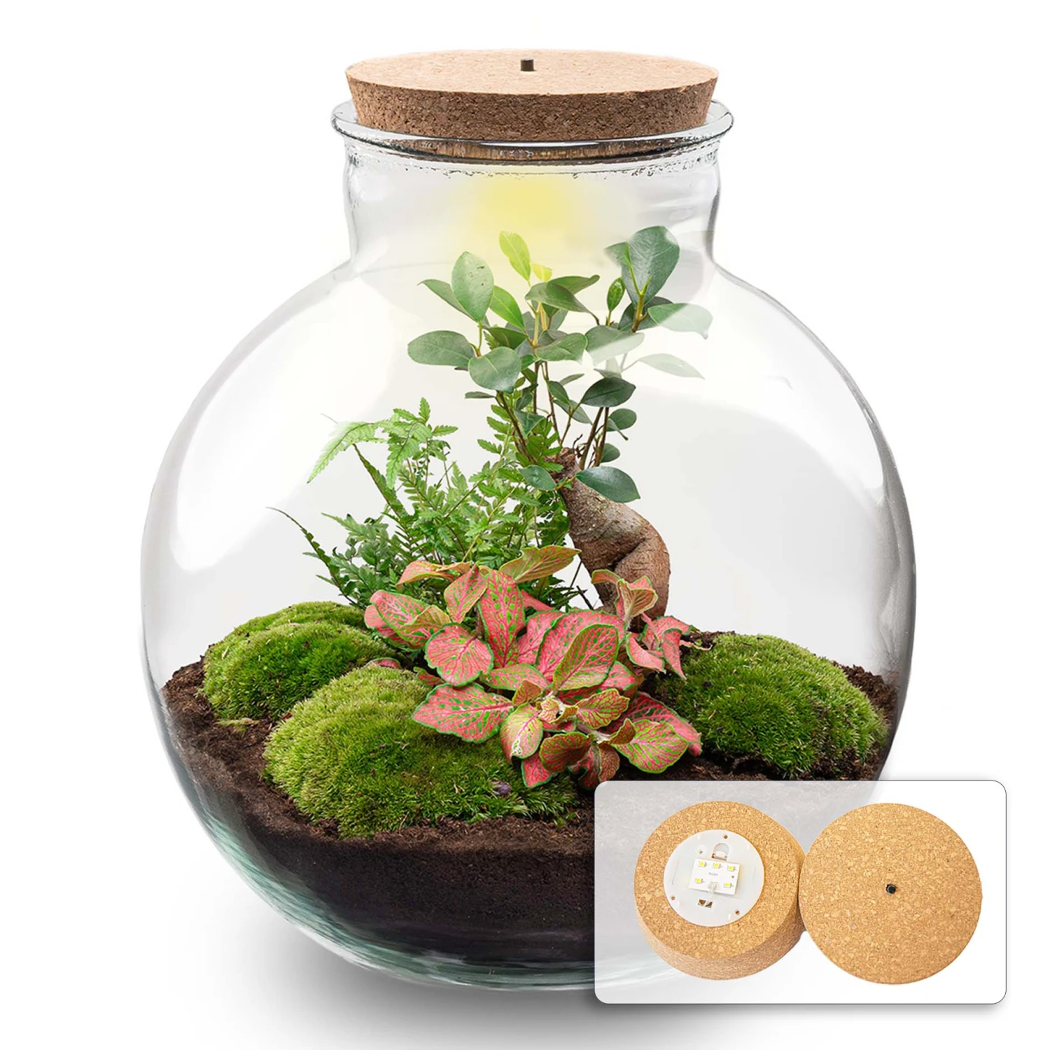Bolder Bob Bonsai - Terrarium With Light - Bottle Garden DIY Kit - Ø 31 Cm ↑ 30 Cm 4 Bolder Bob Bonsai - Terrarium With Light - Bottle Garden DIY Kit - Ø 31 Cm ↑ 30 Cm - Image 2
