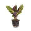 Calathea Lancifolia - Peacock Plant - Terrarium Plant -Optimal Glass Plant Shop calathea Lancifonia