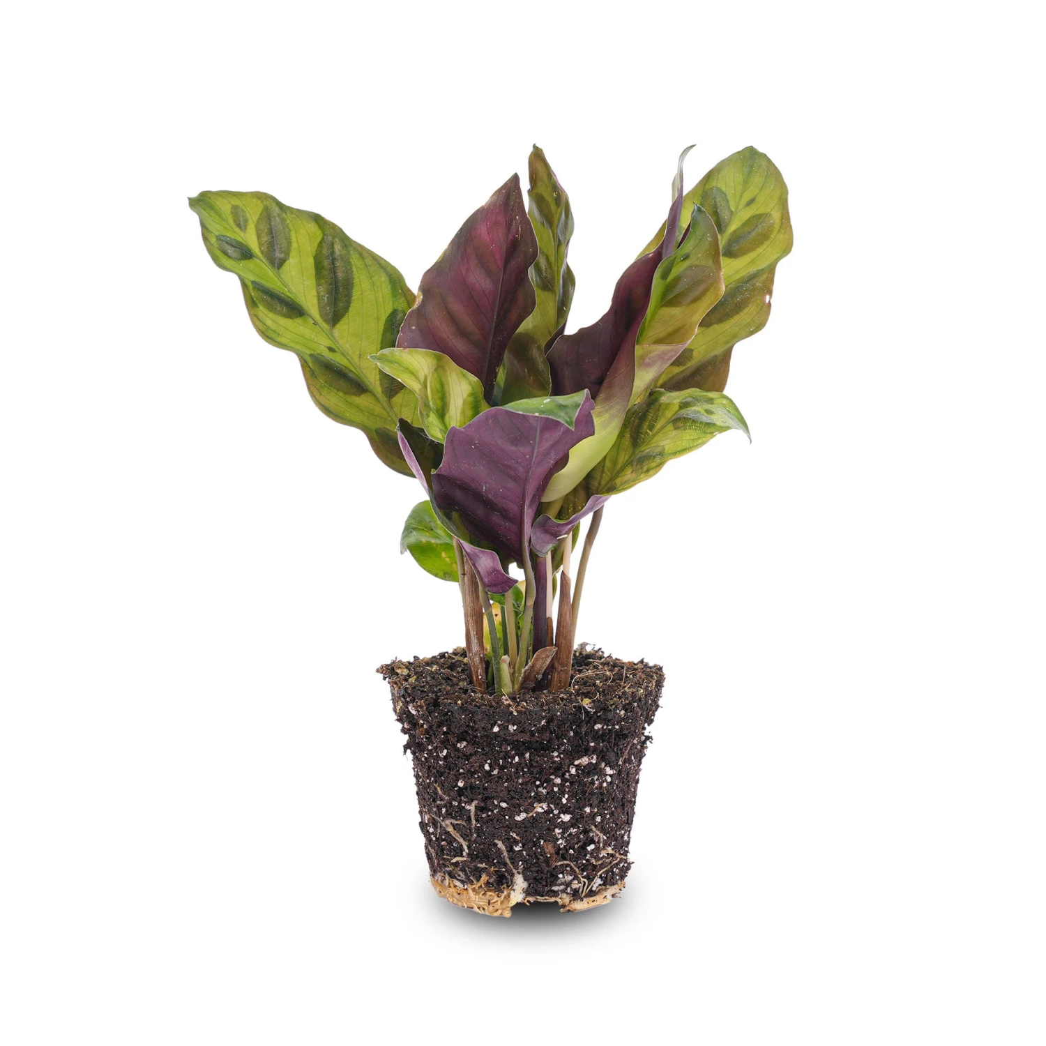 Calathea Lancifolia - Peacock Plant - Terrarium Plant 3 Calathea Lancifolia - Peacock Plant - Terrarium Plant