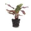 Calathea Makoyana - Peacock Plant - Terrarium Plant -Optimal Glass Plant Shop calathea makoyana