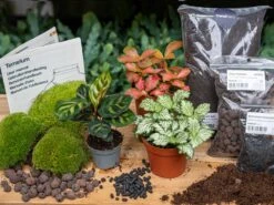Calathea Makoyana - Plant Terrarium Refill & Starter Kit - 3 Terrarium Plants - DIY -Optimal Glass Plant Shop calathea makoyana fittonia kit terrarium flaschengarten