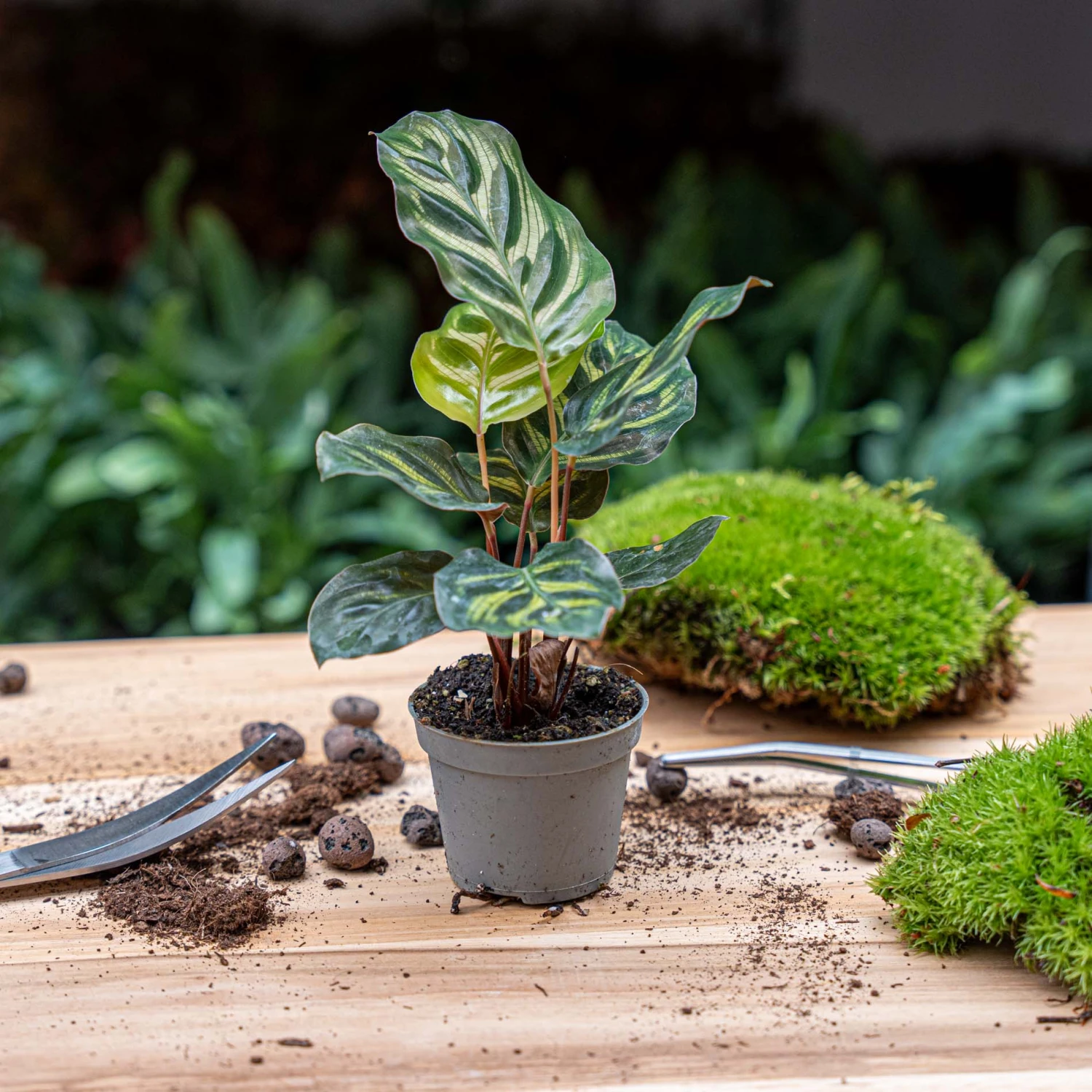 Calathea Makoyana - Peacock Plant - Terrarium Plant 4 Calathea Makoyana - Peacock Plant - Terrarium Plant - Image 2