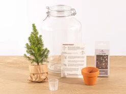 Easyplant - Mini Christmas Tree - DIY Terrarium Kit - ↑ 28 Cm 7 Easyplant - Mini Christmas Tree - DIY Terrarium Kit - ↑ 28 Cm -Optimal Glass Plant Shop christams terrarium weihnachten flaschengarten mit licht