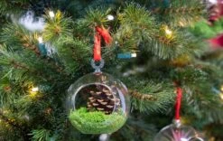 Glass Christmas Ball - Airplant And Reindeer Moss -Optimal Glass Plant Shop christmas glass ball with plant 002