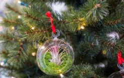 Glass Christmas Ball - Airplant And Reindeer Moss -Optimal Glass Plant Shop christmas glass ball with plant 003