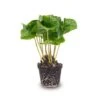 Coffea Arabica - Coffee Plant - Terrarium Plant -Optimal Glass Plant Shop coffea arabica