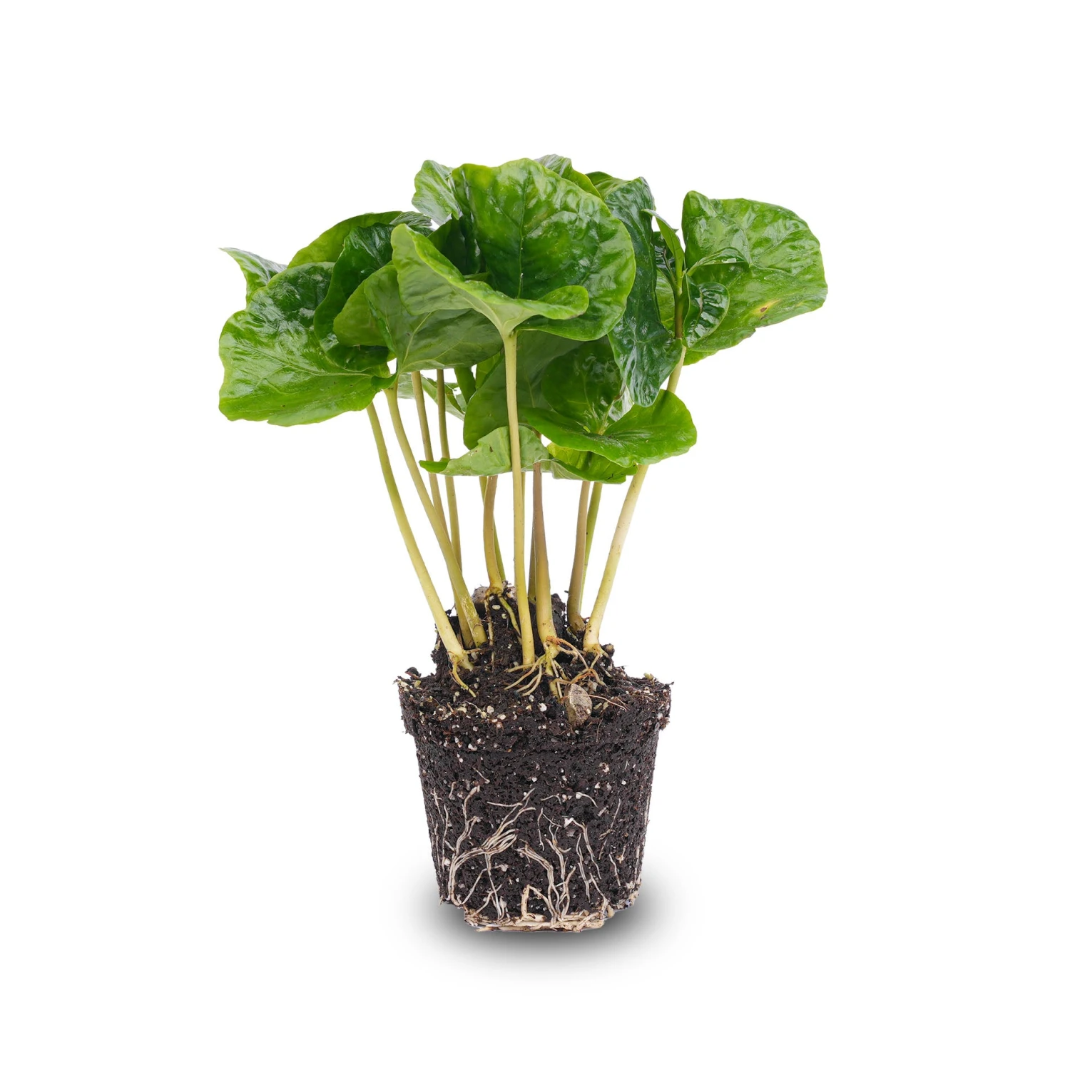 Coffea Arabica - Coffee Plant - Terrarium Plant 3 Coffea Arabica - Coffee Plant - Terrarium Plant