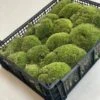 Live Cushion Moss - Full Tray Of Natural Moss - Green & Fresh -Optimal Glass Plant Shop cushion moss fresh green