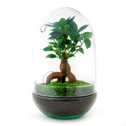 Egg XL Bonsai - Terrarium - Two-part Glass Dome - Bottle Garden DIY Kit - Ø 17.5 Cm ↑ 30 Cm -Optimal Glass Plant Shop diy closed terrarium with bonsai and moss fe5da829 0224 4e3c a59a 74b4c11f74b7