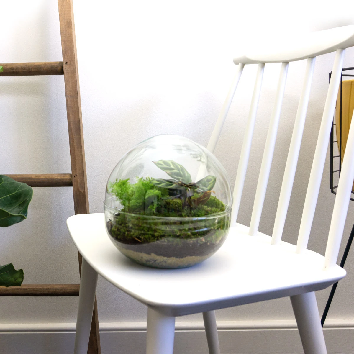 Dome - Two-part Round Glass Terrarium - Bottle Garden DIY Kit - Ø 20 Cm ↑ 20 Cm 4 Dome - Two-part Round Glass Terrarium - Bottle Garden DIY Kit - Ø 20 Cm ↑ 20 Cm - Image 2