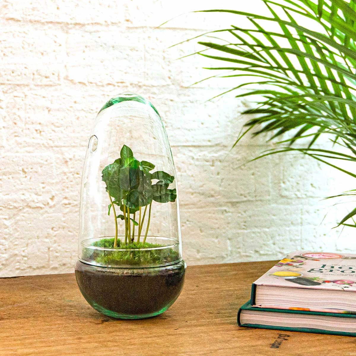 Egg - Terrarium - Two-part Glass Dome - Bottle Garden DIY Kit - Ø 12 Cm ↑ 25 Cm 12 Egg - Terrarium - Two-part Glass Dome - Bottle Garden DIY Kit - Ø 12 Cm ↑ 25 Cm - Image 10