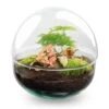 Dome Red - Two-part Round Glass Terrarium - Bottle Garden DIY Kit - Ø 20 Cm ↑ 20 Cm 1 Dome Red - Two-part Round Glass Terrarium - Bottle Garden DIY Kit - Ø 20 Cm ↑ 20 Cm -Optimal Glass Plant Shop dome terrarium bol glas fittonia asparagus flaschengarten
