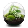 Dome XL - Two-part Round Glass Terrarium - Bottle Garden DIY Kit - Ø 28 Cm ↑ 28 Cm 2 Dome XL - Two-part Round Glass Terrarium - Bottle Garden DIY Kit - Ø 28 Cm ↑ 28 Cm -Optimal Glass Plant Shop dome terrarium glass green plants flaschengarten