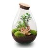 Drop XL Red - Terrarium With Cork - Bottle Garden DIY Kit – Ø 24 Cm ↑ 37 Cm 2 Drop XL Red - Terrarium With Cork - Bottle Garden DIY Kit – Ø 24 Cm ↑ 37 Cm -Optimal Glass Plant Shop drop xl bonsai terrarium flaschengarten