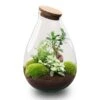 Drop XL Green - Terrarium With Cork - Bottle Garden DIY Kit – Ø 24 Cm ↑ 37 Cm -Optimal Glass Plant Shop drop xl bonsai wit terrarium flaschengarten