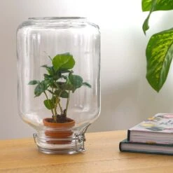 Easyplant - Fido Terrarium Jar - Bottle Garden DIY Kit - Ø 18 Cm ↑ 28 Cm 21 Easyplant - Fido Terrarium Jar - Bottle Garden DIY Kit - Ø 18 Cm ↑ 28 Cm -Optimal Glass Plant Shop easyplant koffieplant 2c44bf96 a74e 46bd 84ae 4aaed82a6bc9