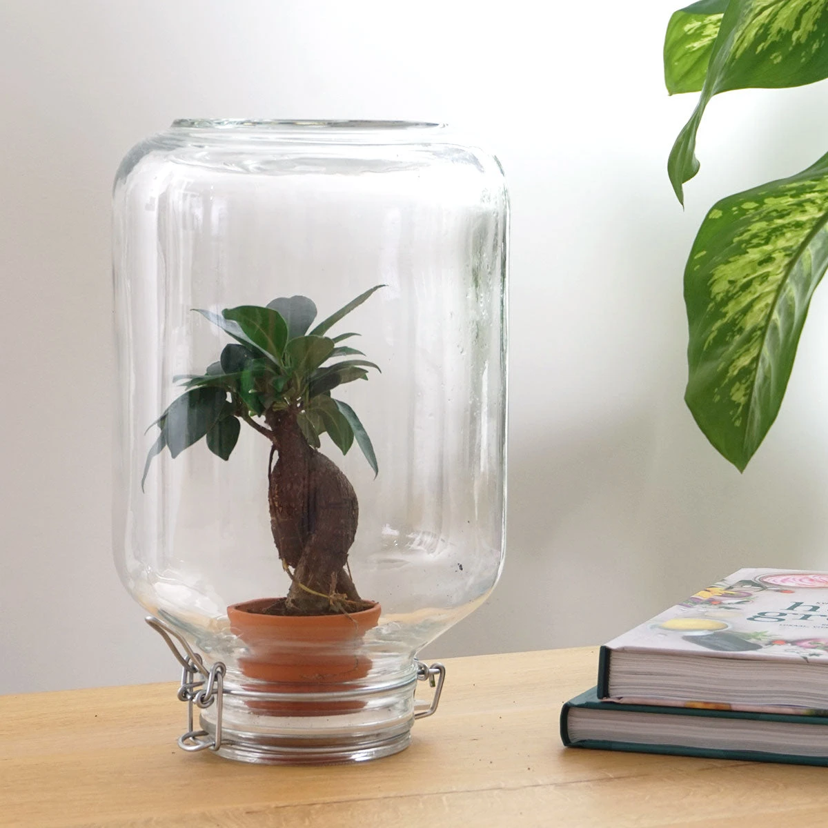 Easyplant - Fido Terrarium Jar - Bottle Garden DIY Kit - Ø 18 Cm ↑ 28 Cm 10 Easyplant - Fido Terrarium Jar - Bottle Garden DIY Kit - Ø 18 Cm ↑ 28 Cm - Image 8