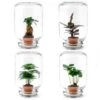 Easyplant - Fido Terrarium Jar - Bottle Garden DIY Kit - Ø 18 Cm ↑ 28 Cm 2 Easyplant - Fido Terrarium Jar - Bottle Garden DIY Kit - Ø 18 Cm ↑ 28 Cm -Optimal Glass Plant Shop easyplant terrarium plant a756ea7f 4b2e 4d86 8df5 6ab7f5090740