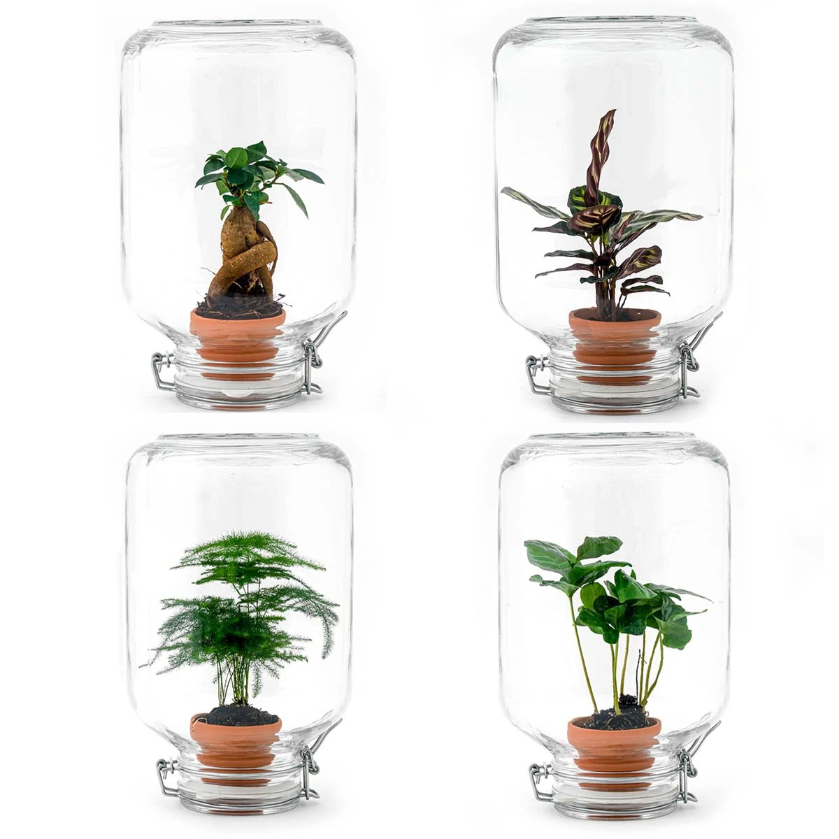 Easyplant - Fido Terrarium Jar - Bottle Garden DIY Kit - Ø 18 Cm ↑ 28 Cm 3 Easyplant - Fido Terrarium Jar - Bottle Garden DIY Kit - Ø 18 Cm ↑ 28 Cm